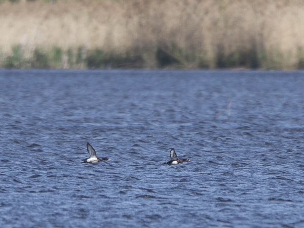 Ruskosotka, Ferruginous Duck, Aythya nyroca